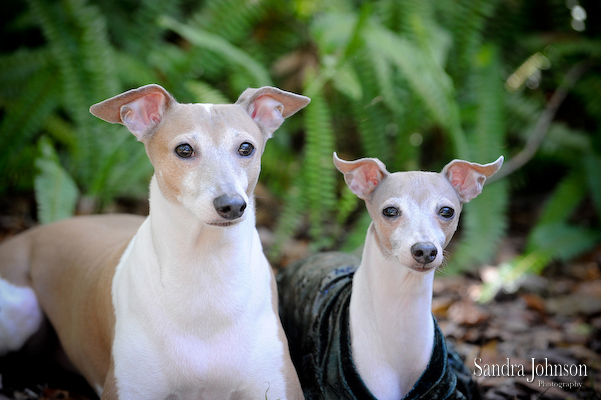 Best Orlando Pet Photographer - Sandra Johnson (SJFoto.com)
